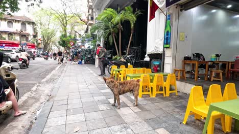 a dog explores a busy hanoi street