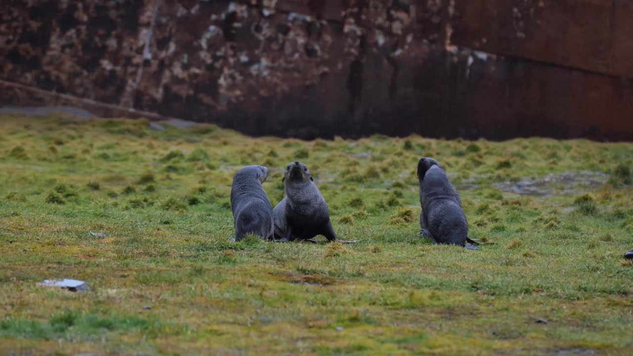 fur seals fighting on land in front of a rusty shipwreck.