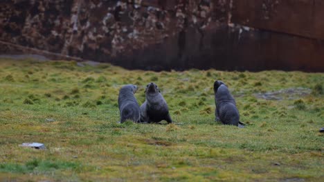 fur seals fighting on land in front of a rusty shipwreck.