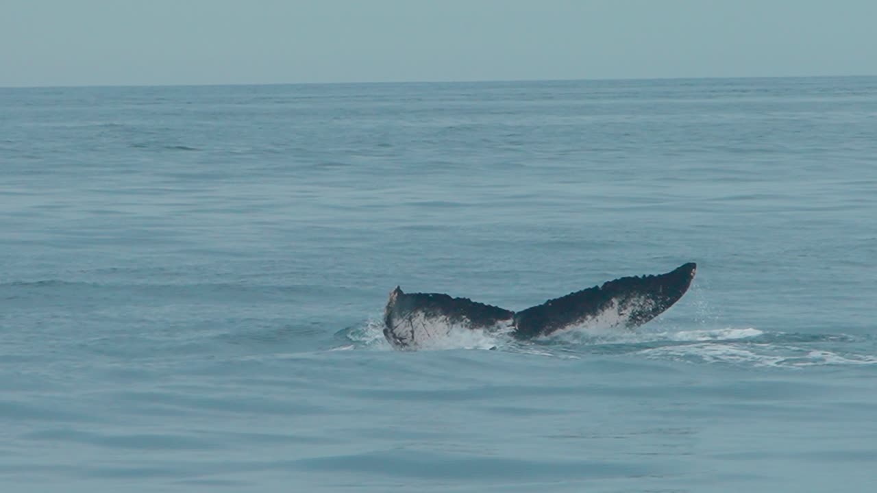Humpback whale swimming gracefully in the ocean of Los Organos, Piura, Peru