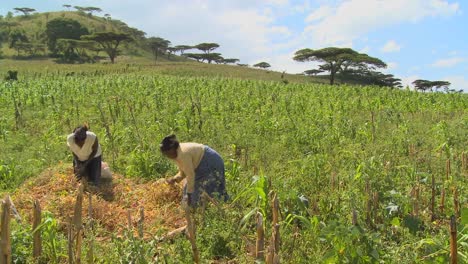 Dos-Mujeres-Trabajan-En-El-Campo-En-Una-Granja-En-áfrica-2