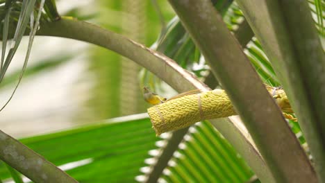 Der-Braunkehlnektarvogel,-Auch-Bekannt-Als-Der-Glattkehlnektarvogel,-Sitzt-Auf-Der-Kokosnusspalme