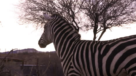 Zebra-Im-Naturschutzgebiet-Hebt-Den-Kopf,-Um-Sich-Umzusehen