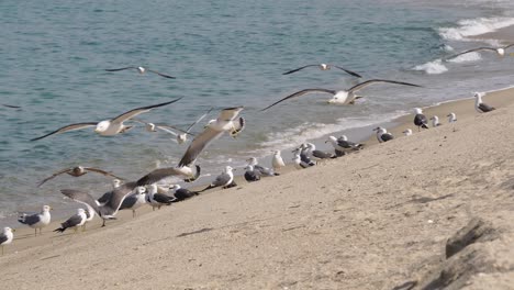 bandada de gaviotas de cola negra paradas y volando en la orilla de la playa en gangneung, corea del sur - cerrar