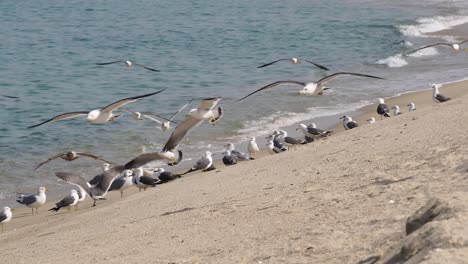 flock of black-tailed gull birds standing and flying around on the shore of the beach in gangneung, south korea - close up