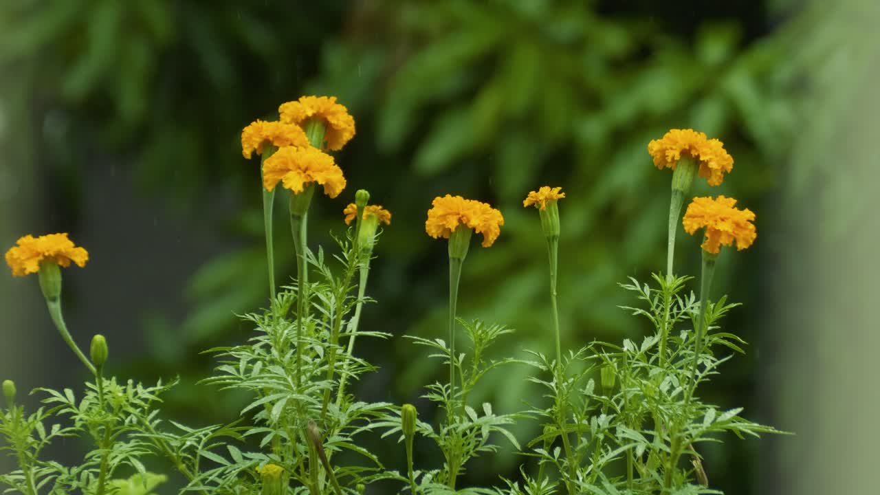 Aztec Marigold flowers yellow petals Tagetes Erecta plant in bloom up close