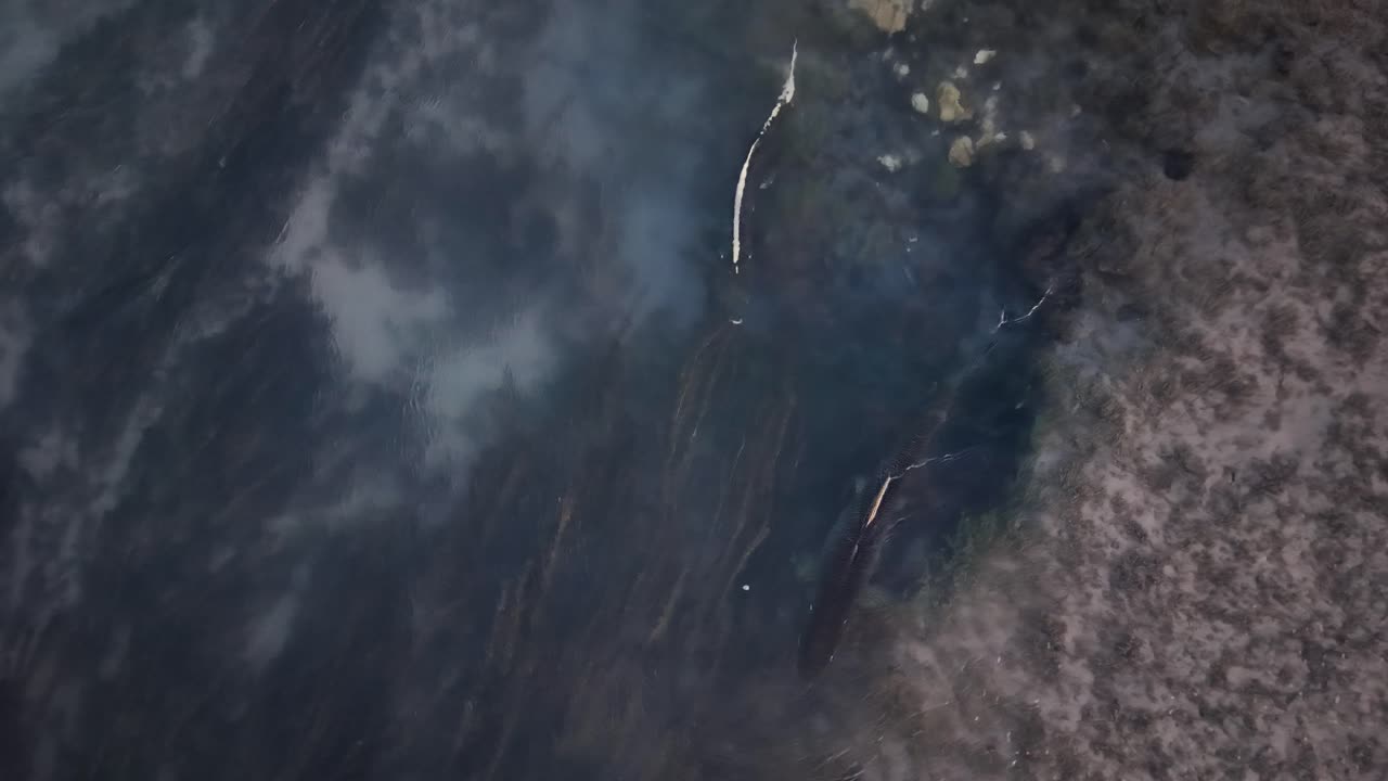 Chinook Salmon swimming parallel to eachother spawning and mating in shallow stream Michigan