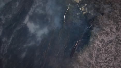 chinook salmon swimming parallel to eachother spawning and mating in shallow stream michigan