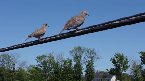 dos pájaros sentados en una línea eléctrica en un día soleado-4