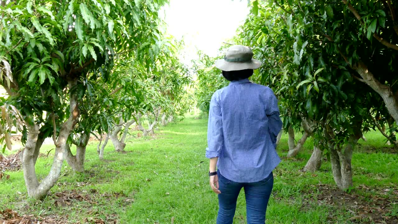 controllo da parte dell'agricoltore delle malattie e delle infezioni da insetti del mango in aziende agricole biologiche