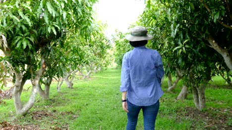 farmer monitoring disease & insect infection of mango in organic farm