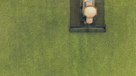 A-birds-eye-view-of-a-rice-harvesting-combine-working-through-fresh-rice-crop-in-Texas