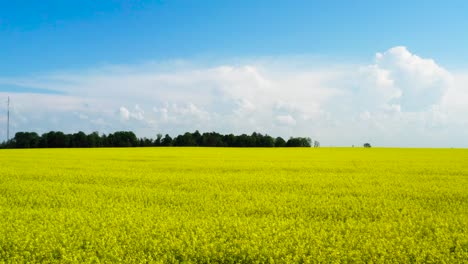 Slow-drone-flight-above-bright-yellow-blooming-rapeseed-field,-Latvia