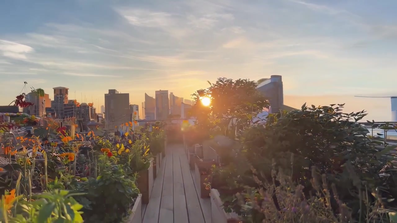 Vista do Pôr do Sol Sobre um Exuberante Jardim no Telhado na Cidade