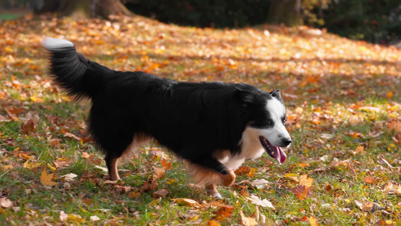 border collie corriendo en el parque de otoño en cámara súper lenta