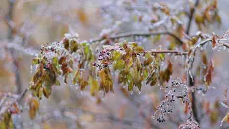 leaves and branches of the tree froze during the first morning frost in late autumn.