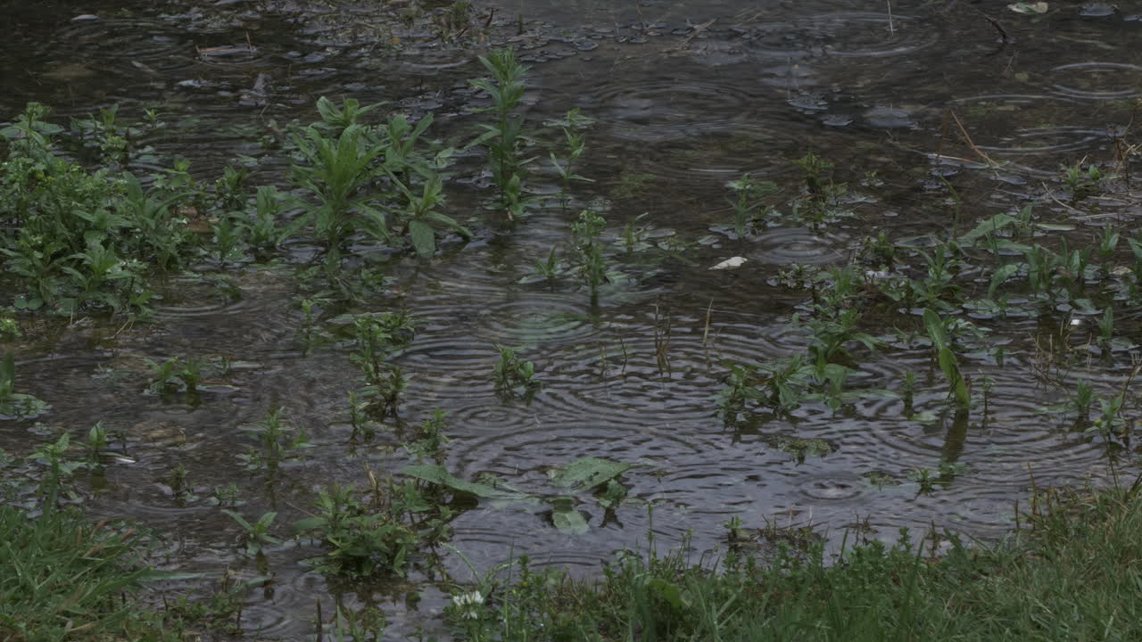 Water Circles Being Formed By Rain Falling On Grass Pond