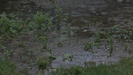 Wasserkreise-Entstehen-Durch-Regen,-Der-Auf-Einen-Grasteich-Fällt