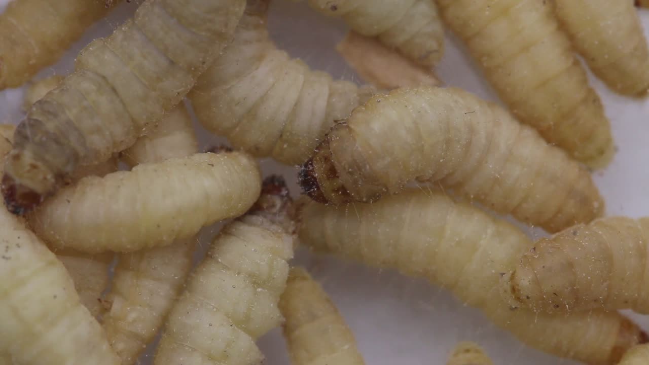 Caterpillars of the Wax Moth, also known as Waxworms or Waxgrubs