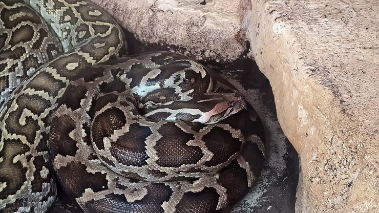 Close up shot of a Burmese python resting along a rocky crevice on a sunny day