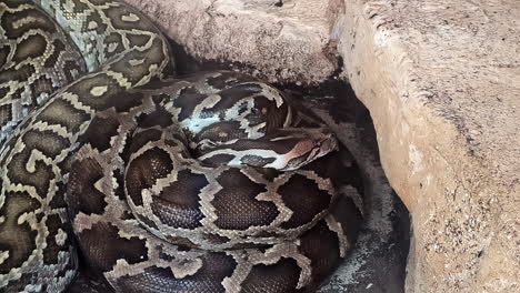 Close-up-shot-of-a-Burmese-python-resting-along-a-rocky-crevice-on-a-sunny-day