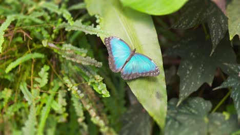 a bright-colored butterfly rests on the green leaf