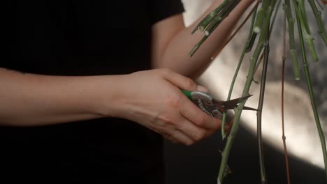 floral arrangement - cutting and preparing stems