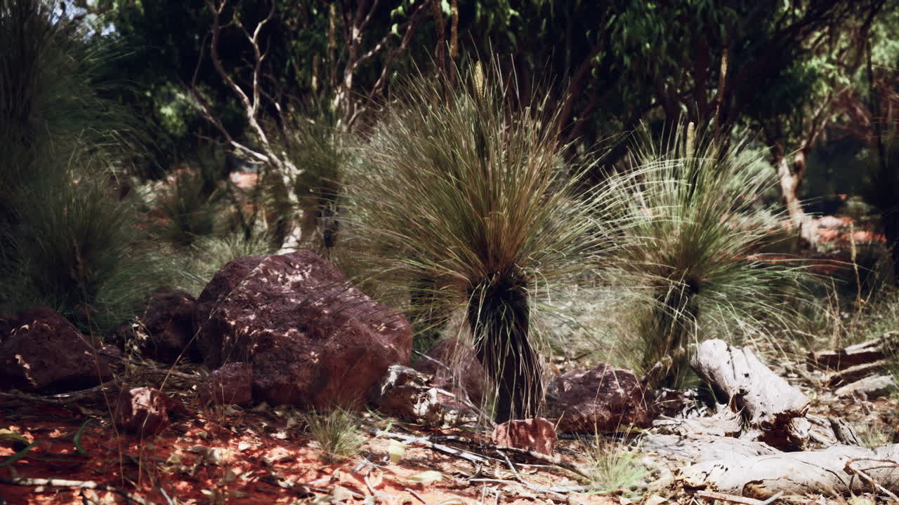 숲 속 의 초록 잔디 와 나무 들