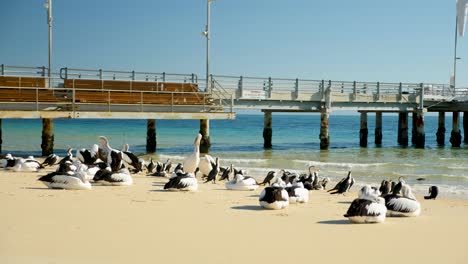 group-of-great-white-pelicans-sitting-next-to-jetty