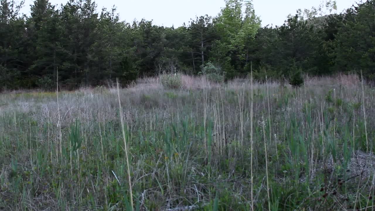 A nimble deer dashes through the twilight-lit underbrush of Indiana Dunes National Park, captured in a dynamic wide-angle shot with soft evening tones highlighting the tranquil scenery