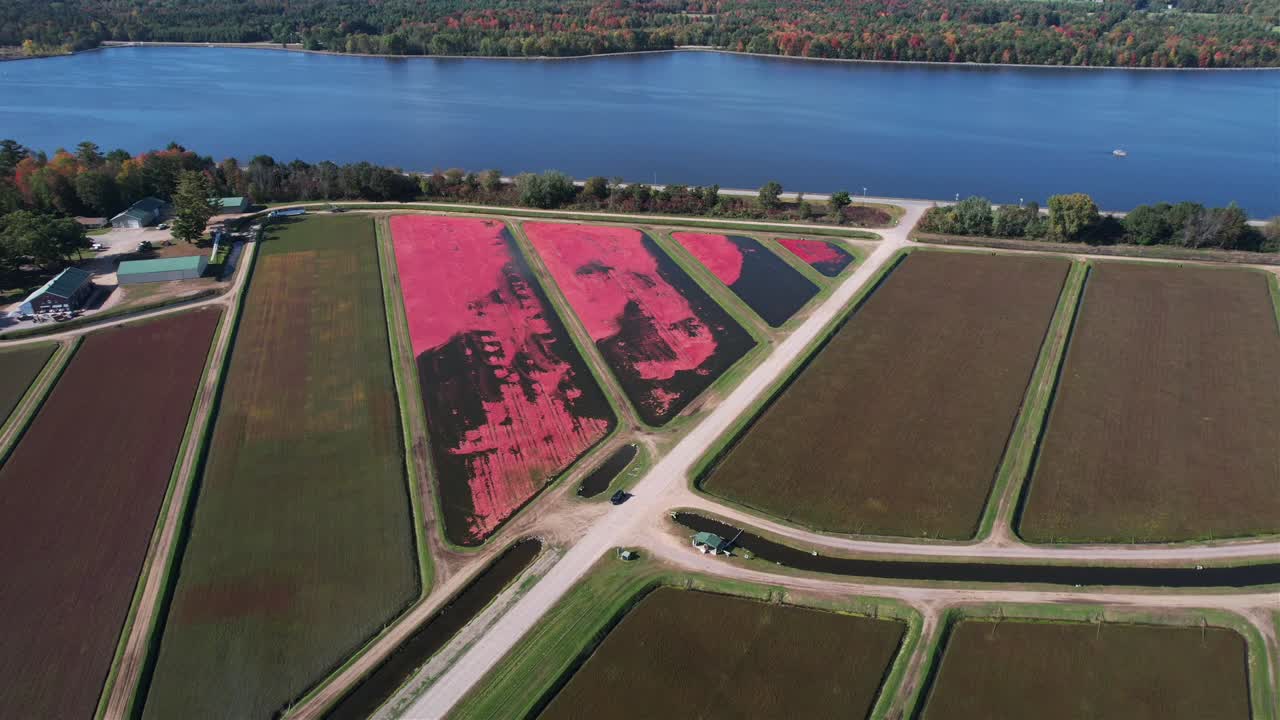 Om efteråret er tranebærmoser klar til høst i det centrale Wisconsin