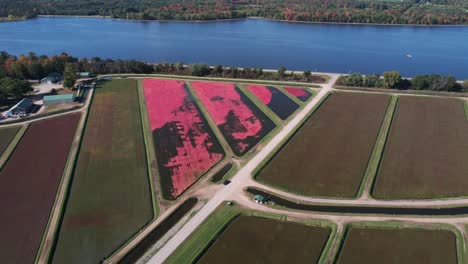 In-the-fall,-cranberry-marshes-are-ready-for-harvest-in-central-Wisconsin