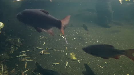 pez besugo húngaro en el estanque bajo el agua