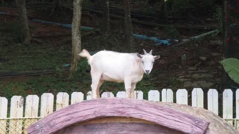 white goat on a wooden structure