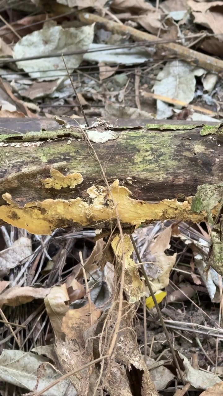 Fungo giallo che cresce su un tronco in decomposizione nella foresta