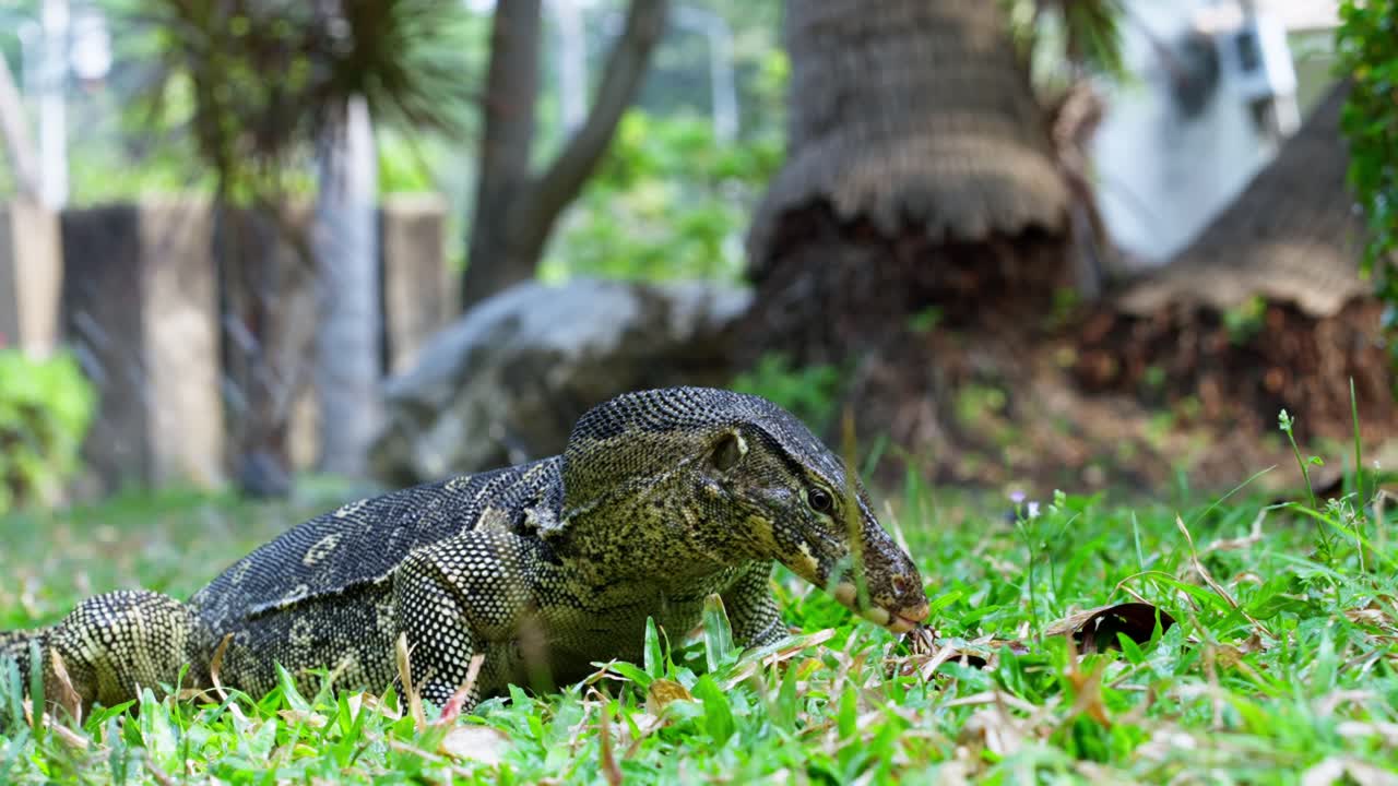 Fixed shot of monitor lizard on grass in Lumphini Park being cooled with water spray