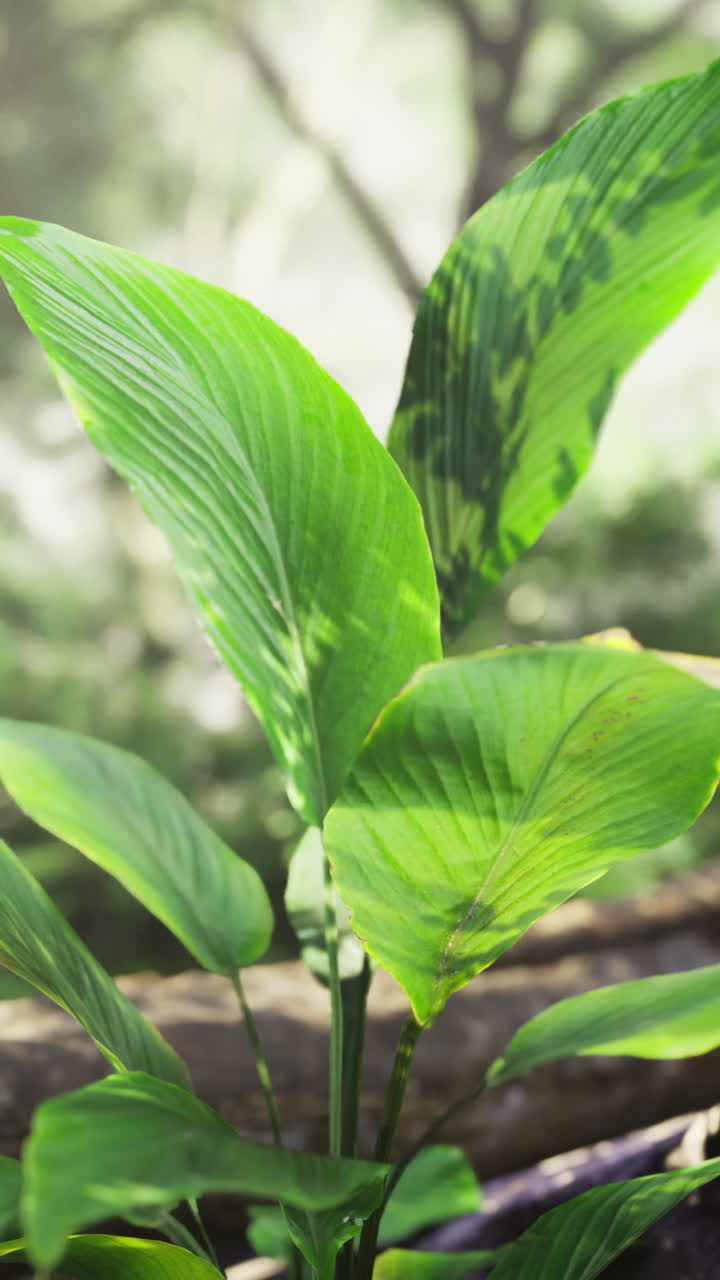 Lush green plant growing near a tranquil stream in a forest