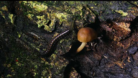 a centipede crawls beside an orange umbrella mushroom