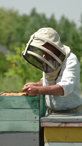 beekeeper in protective hat shakes the bees off the frame. man uses long brush to clean the frame from insects. bee swarm flying around the apiary. vertical video