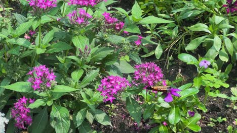 Monarchfalter-Fliegen-Auf-Lila-Blühendem-Phlox