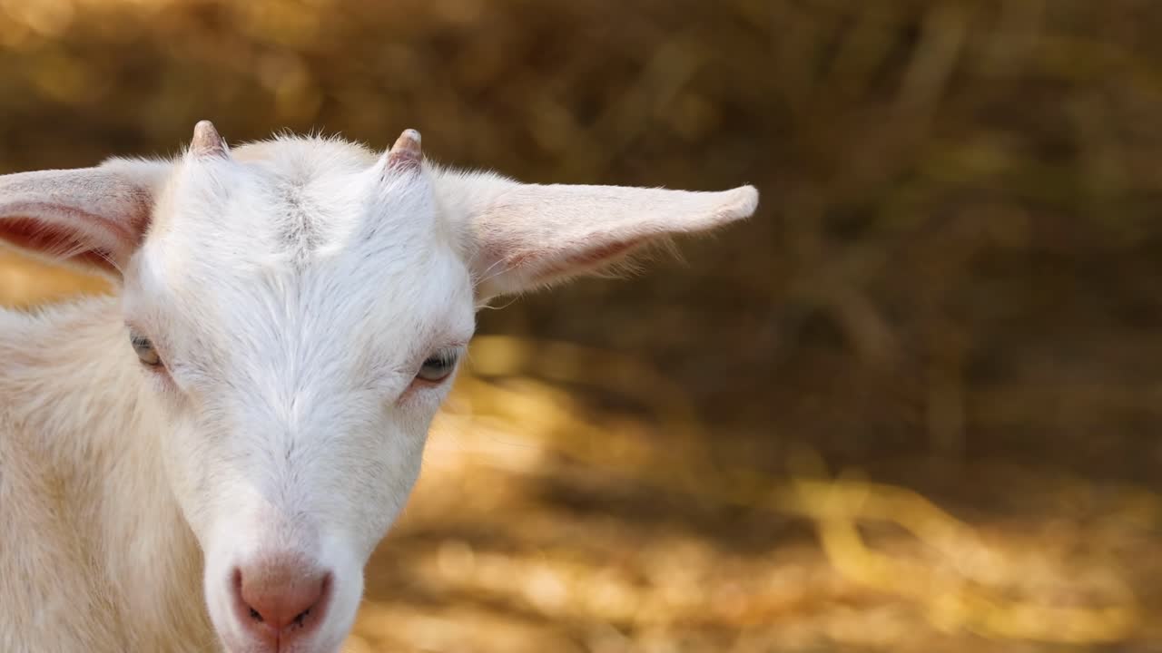 A white goat displays subtle facial expressions against a sunlit hay background.