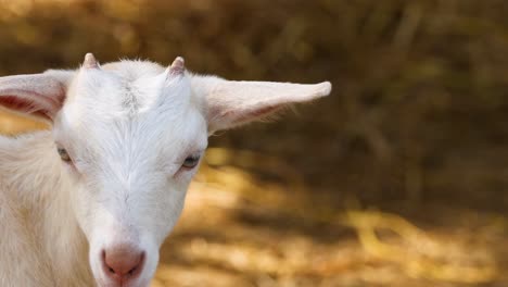 a white goat displays subtle facial expressions against a sunlit hay background.