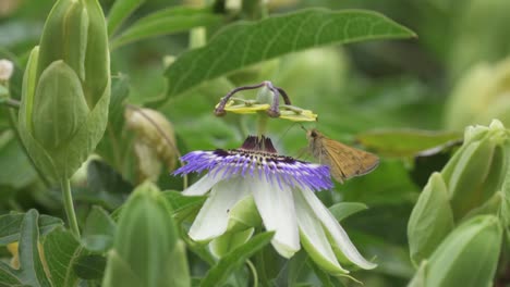 Primer-Plano-De-Una-Mariposa-De-Pie-Sobre-Una-Flor-De-La-Pasión-De-La-Corona-Azul-Recogiendo-Néctar-Que-Contribuye-A-La-Polinización