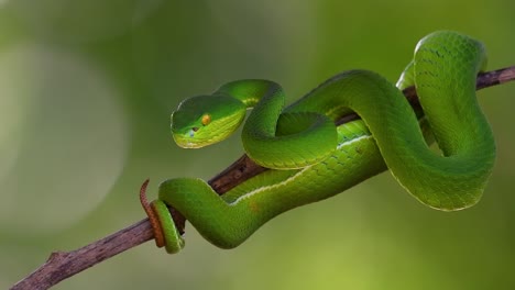 La-Víbora-De-Labios-Blancos-Es-Una-Víbora-Venenosa-Endémica-Del-Sudeste-Asiático-Y-A-Menudo-Se-Encuentra-Durante-La-Noche-Esperando-En-Una-Rama-O-Rama-De-Un-árbol-Cerca-De-Un-Cuerpo-De-Agua-Con-Muchos-Alimentos