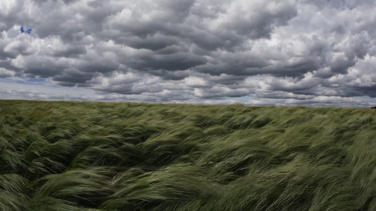 Wide-angle video captures a vast field of swaying grass under a dramatic, cloudy sky
