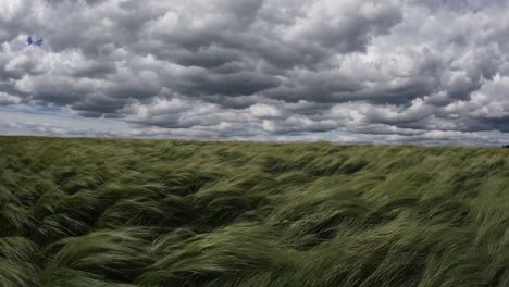 wide-angle video captures a vast field of swaying grass under a dramatic, cloudy sky