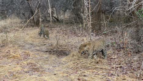 una pareja de leopardos (panthera pardus) en el parque nacional de luangwa del sur, zambia.