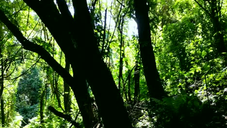 Toma-Panorámica-Del-Bosque-En-Guatemala