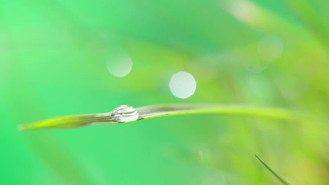 dewdrop on grass