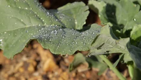 Cerrar-Una-Hoja-De-Brócoli-Con-Gotas-De-Agua-Temblando-En-El-Viento